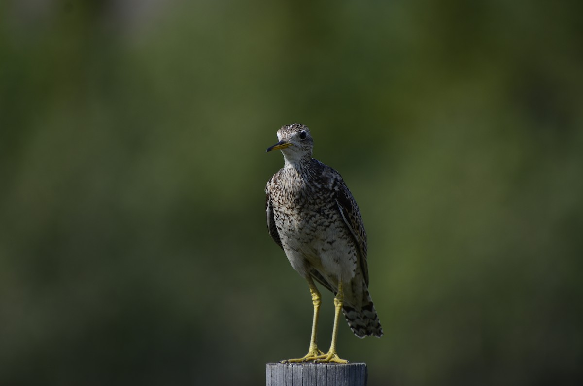 Upland Sandpiper - ML621761704