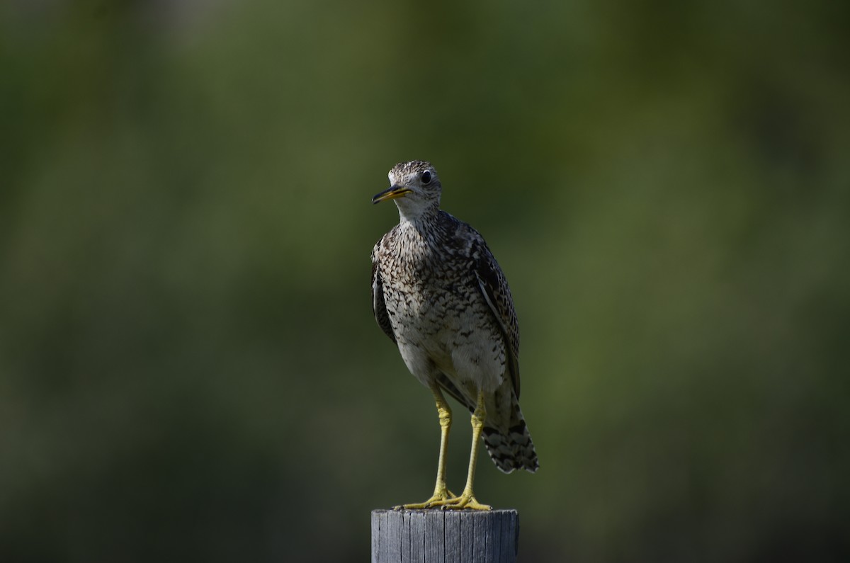 Upland Sandpiper - ML621761710