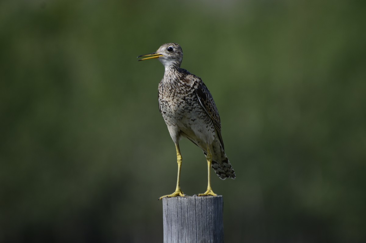 Upland Sandpiper - ML621761714