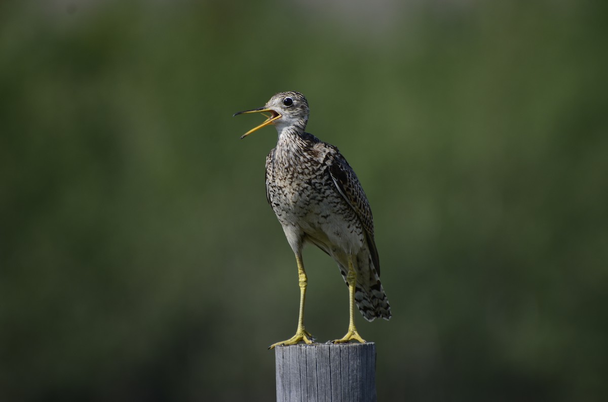Upland Sandpiper - ML621761718