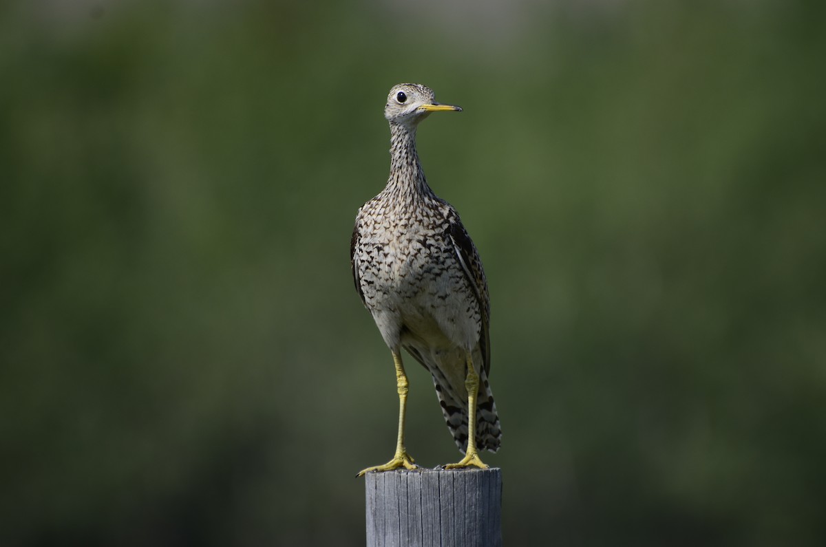 Upland Sandpiper - ML621761720