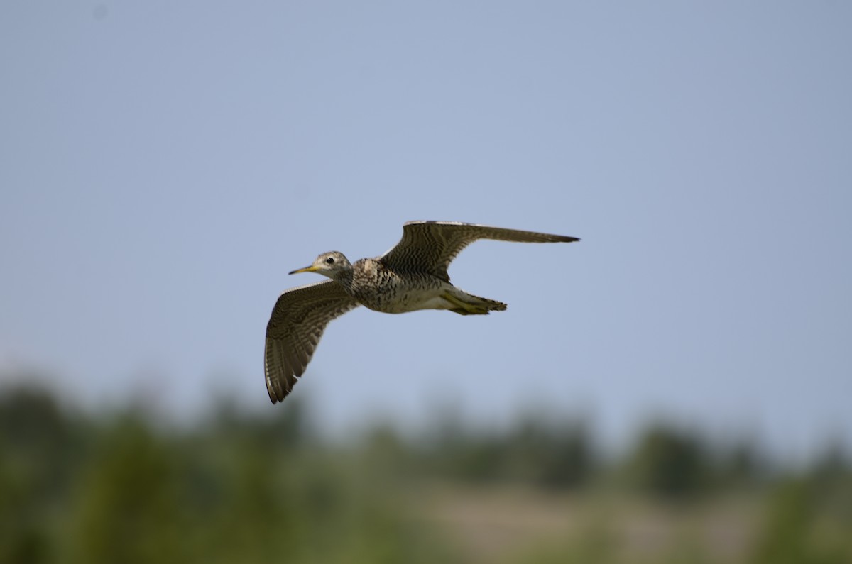 Upland Sandpiper - ML621761723