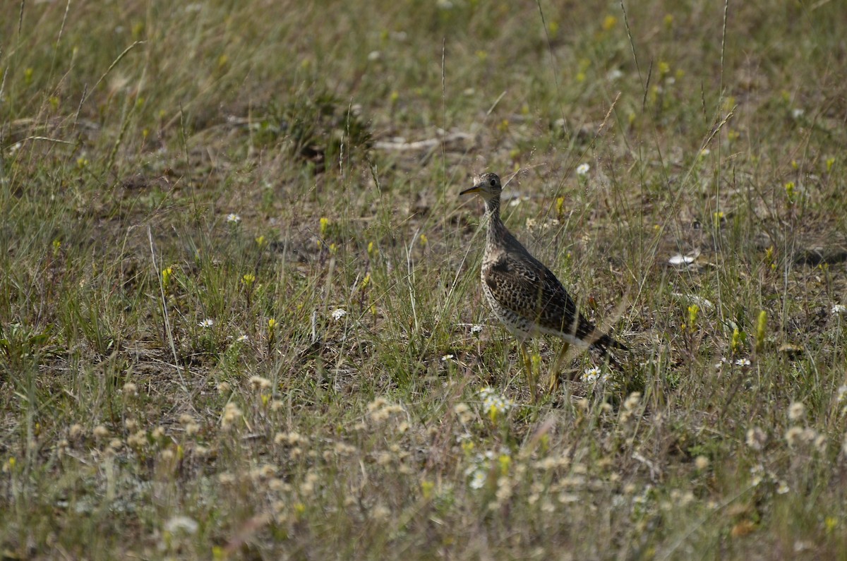Upland Sandpiper - ML621761783