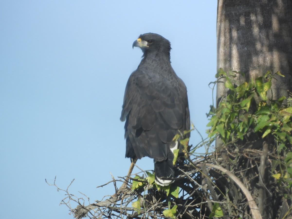 Great Black Hawk - ML621761812