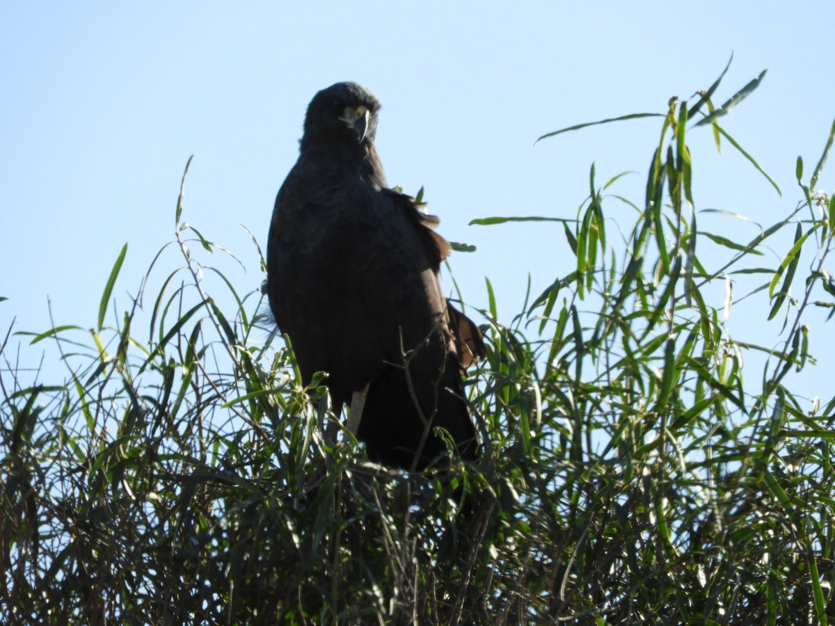 Great Black Hawk - ML621761813