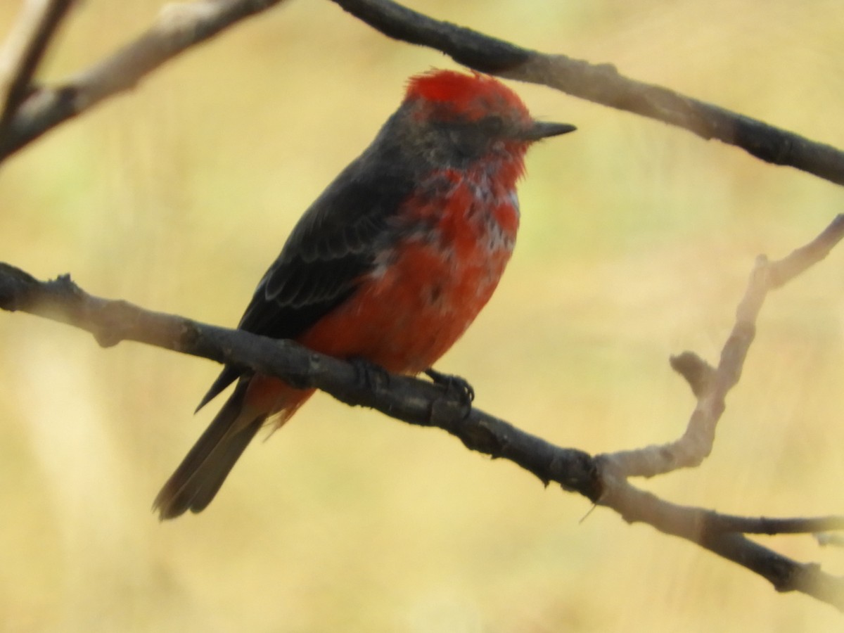 Vermilion Flycatcher - ML621761859