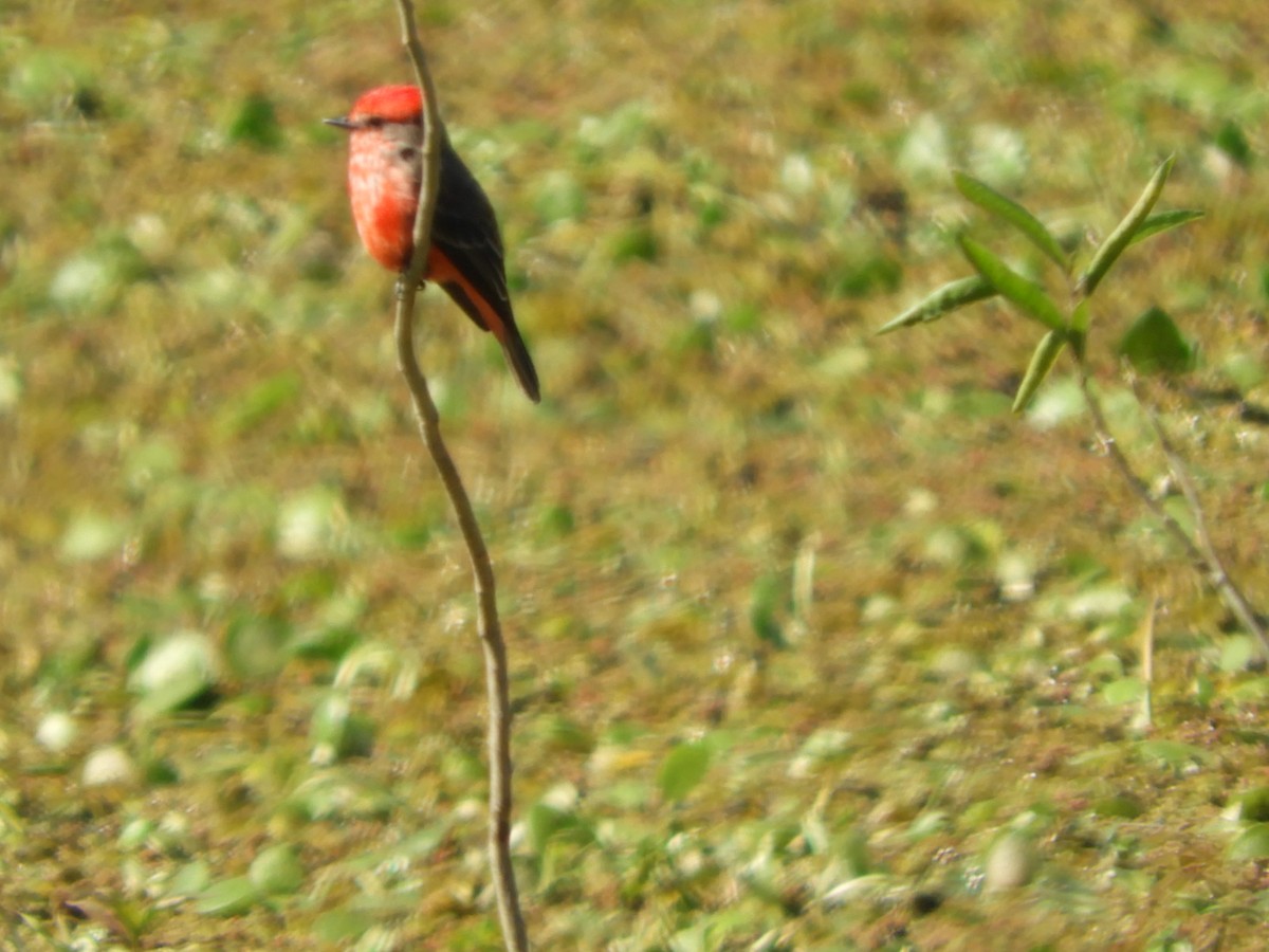 Vermilion Flycatcher - ML621761860