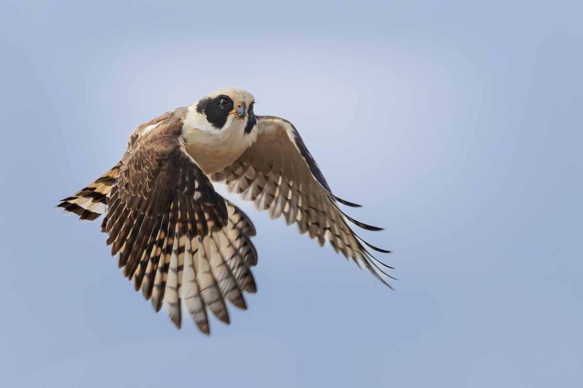 Laughing Falcon - ML621762060