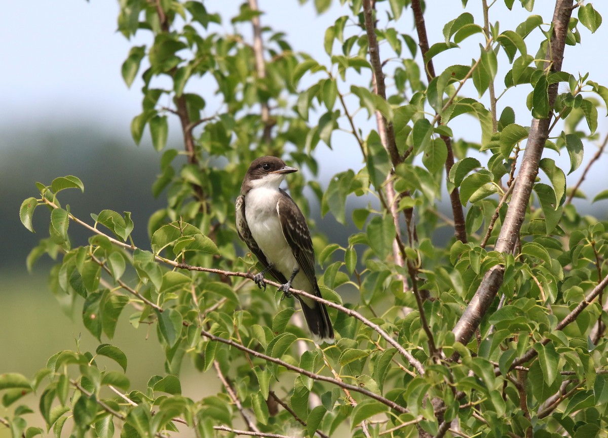 Eastern Kingbird - Deryl Nethercott