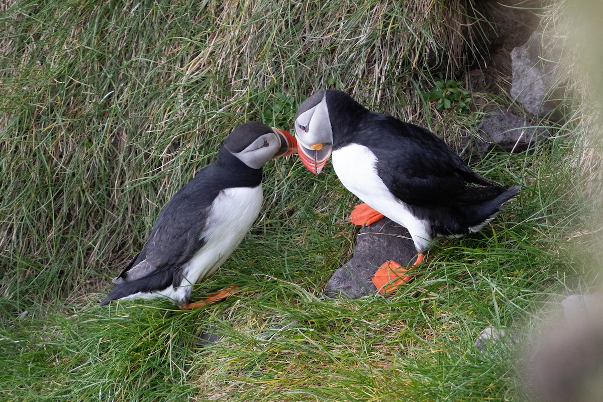 Atlantic Puffin - ML621762244