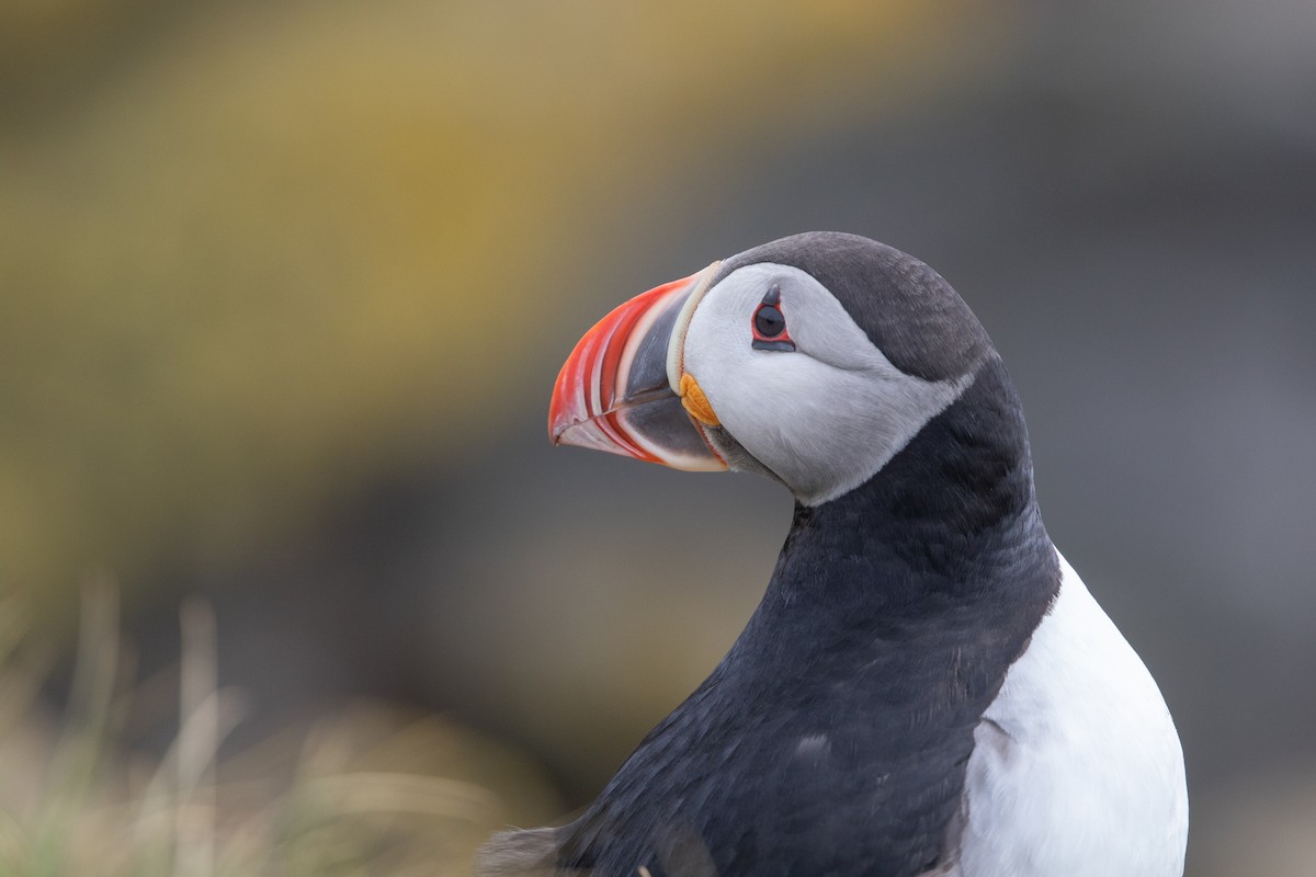 Atlantic Puffin - ML621762252