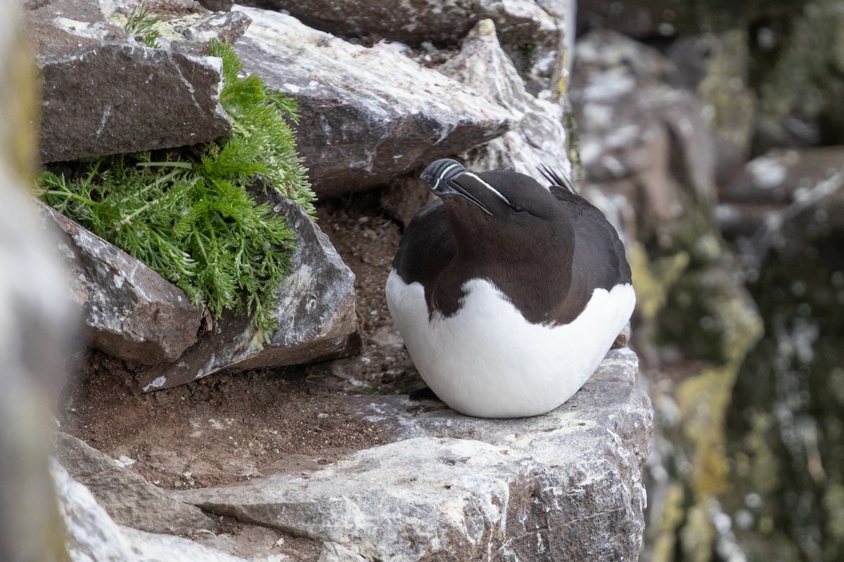 Razorbill - ML621762255