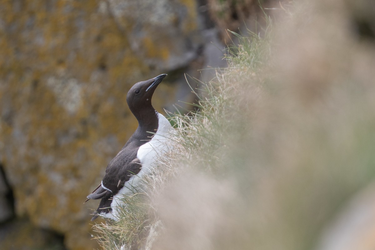 Thick-billed Murre - ML621762257