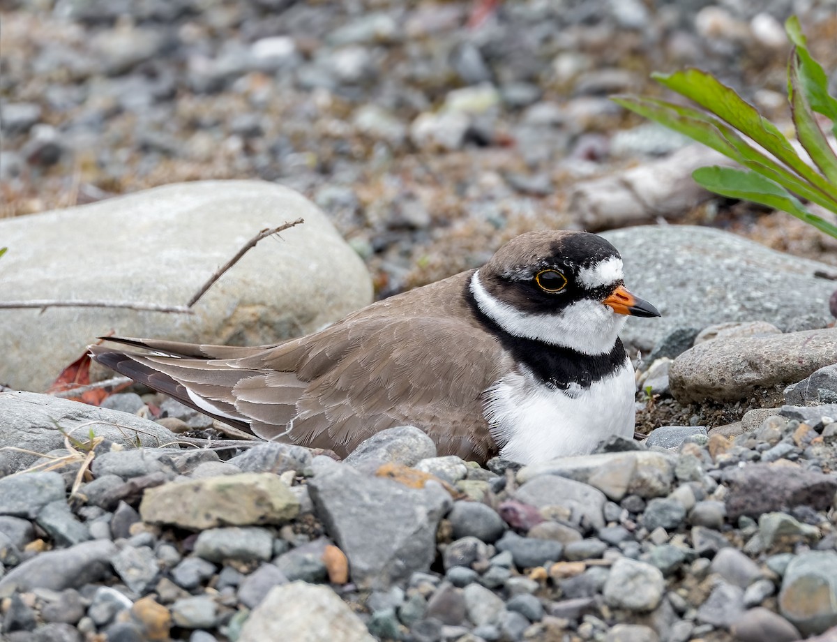 Semipalmated Plover - ML621762407