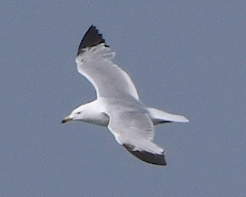 Ring-billed Gull - ML621762414