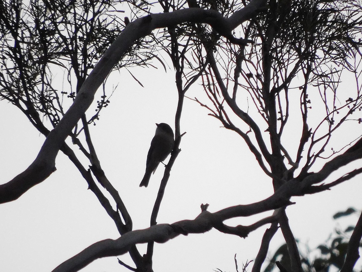 Golden Whistler - ML621762441