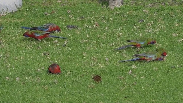 Crimson Rosella - ML621762520