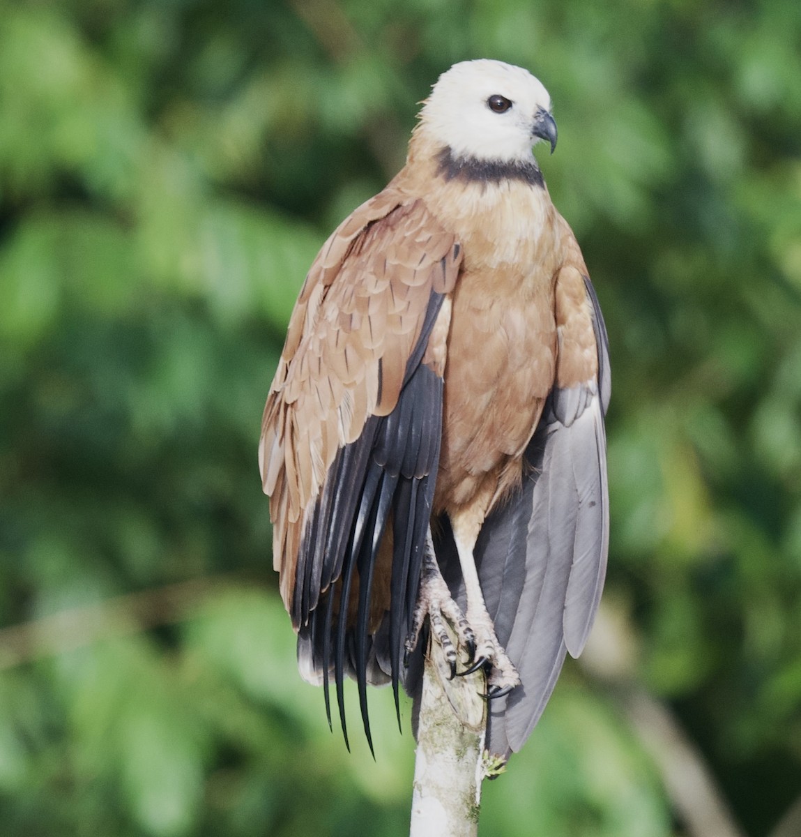 Black-collared Hawk - ML621762529