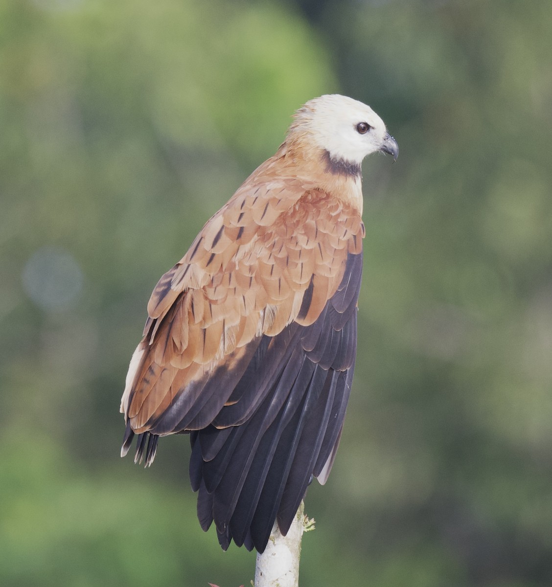 Black-collared Hawk - ML621762553