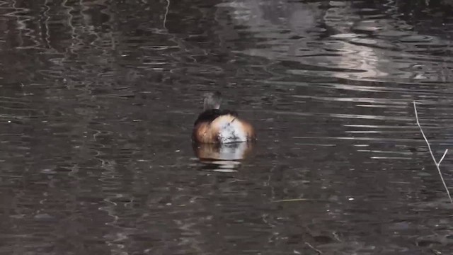 Australasian Grebe - ML621762554