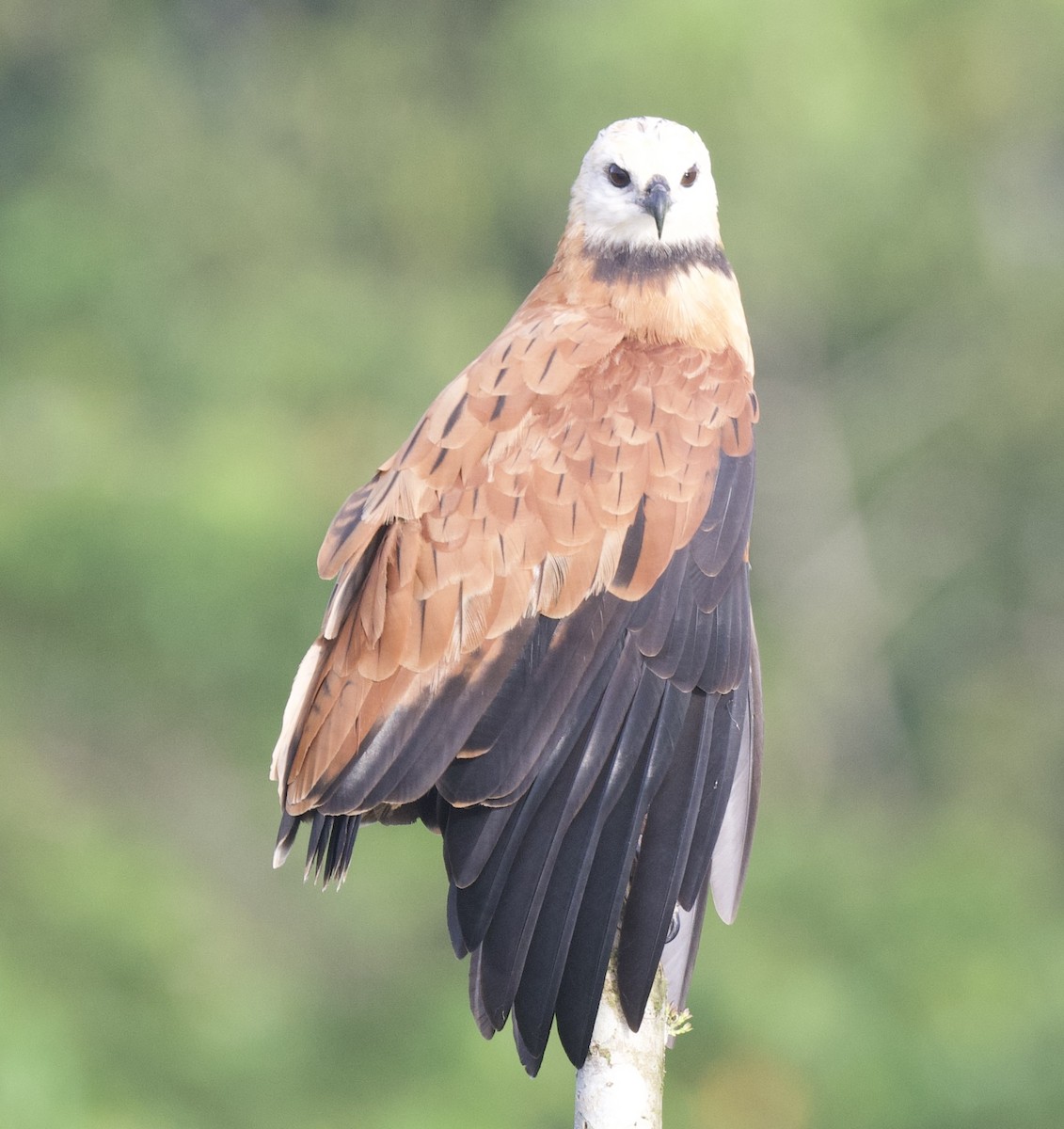 Black-collared Hawk - ML621762560