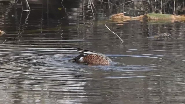 Australasian Shoveler - ML621762562