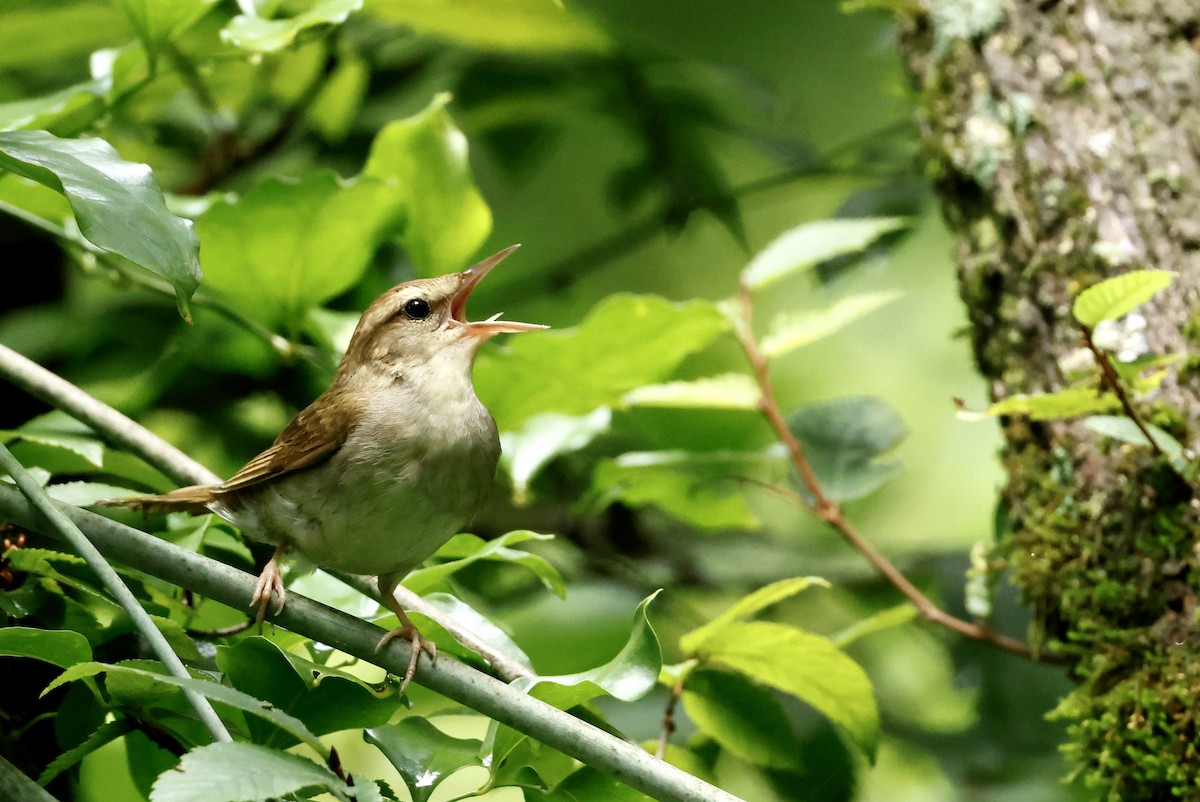 Swainson's Warbler - ML621762614