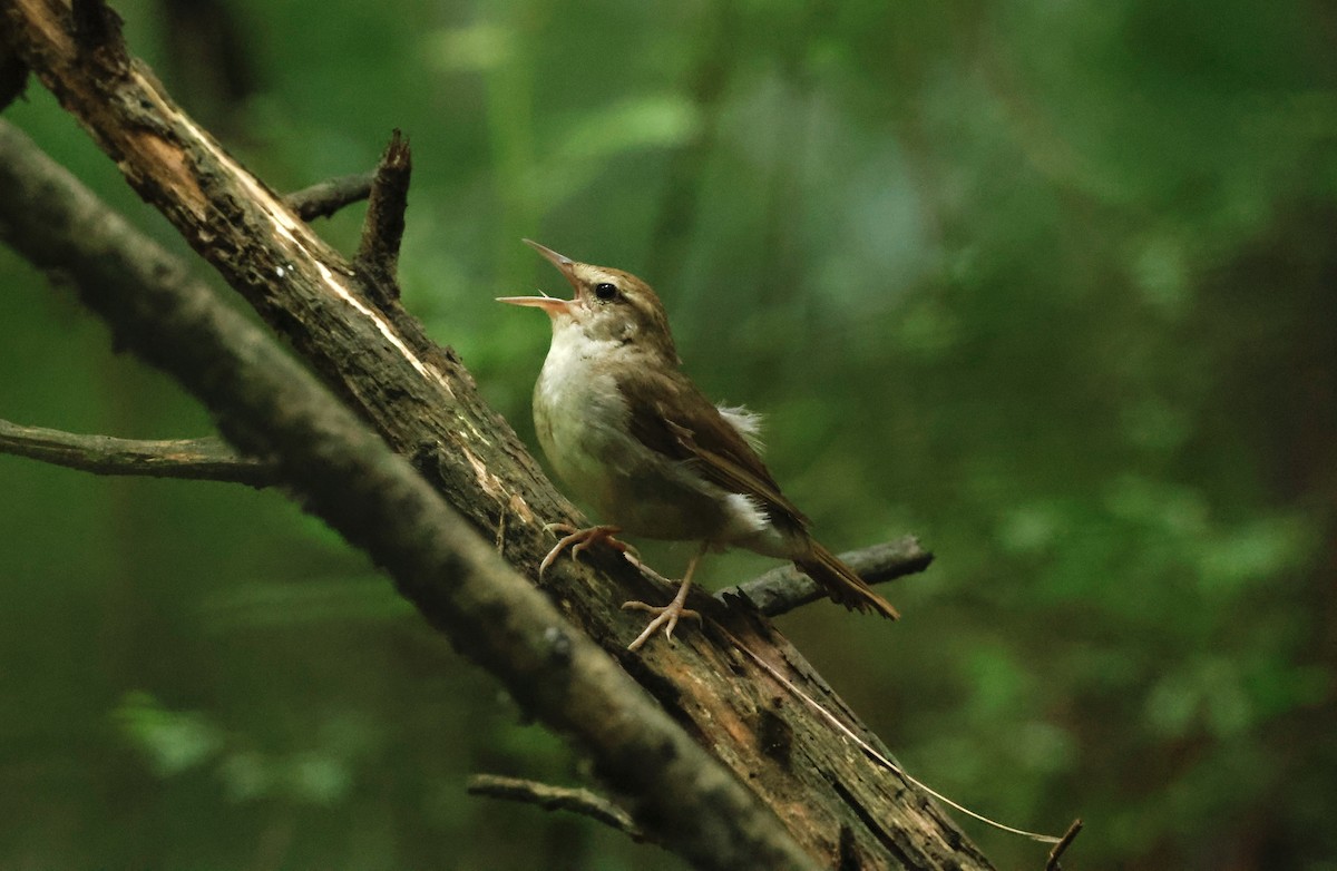 Swainson's Warbler - ML621762615