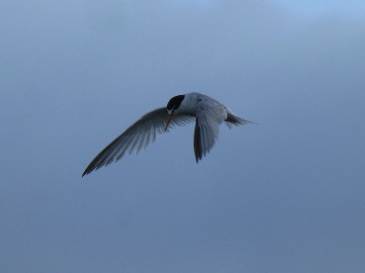 Little Tern - ML621762664