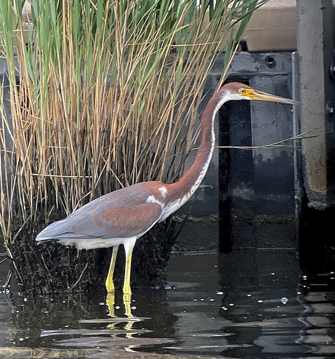 Tricolored Heron - ML621762667