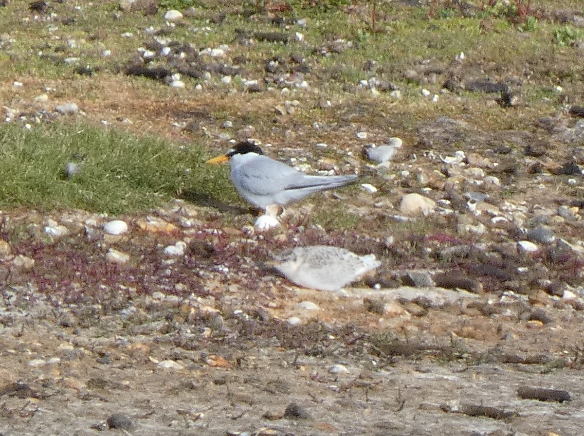 Little Tern - ML621762711