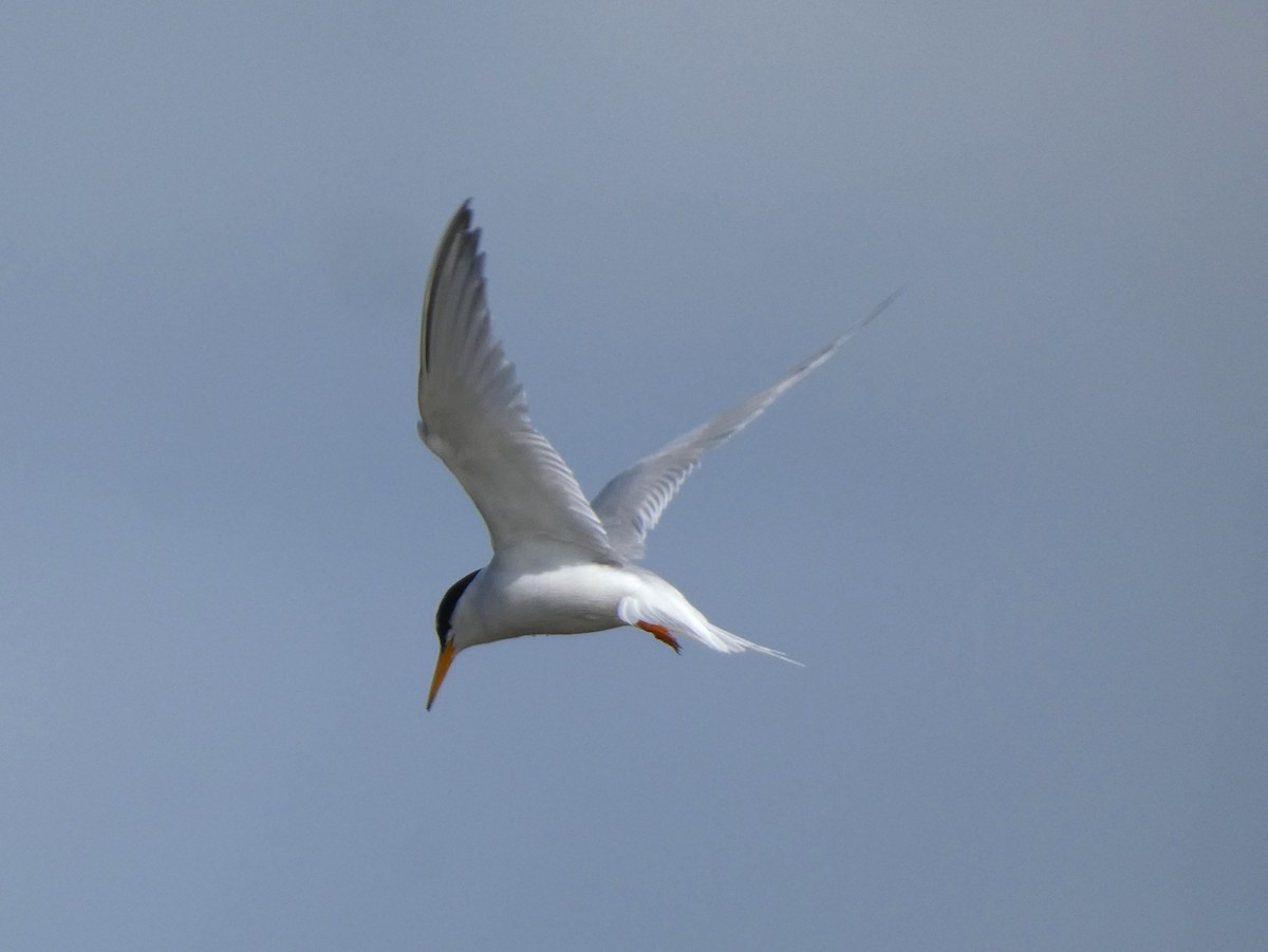 Little Tern - ML621762723