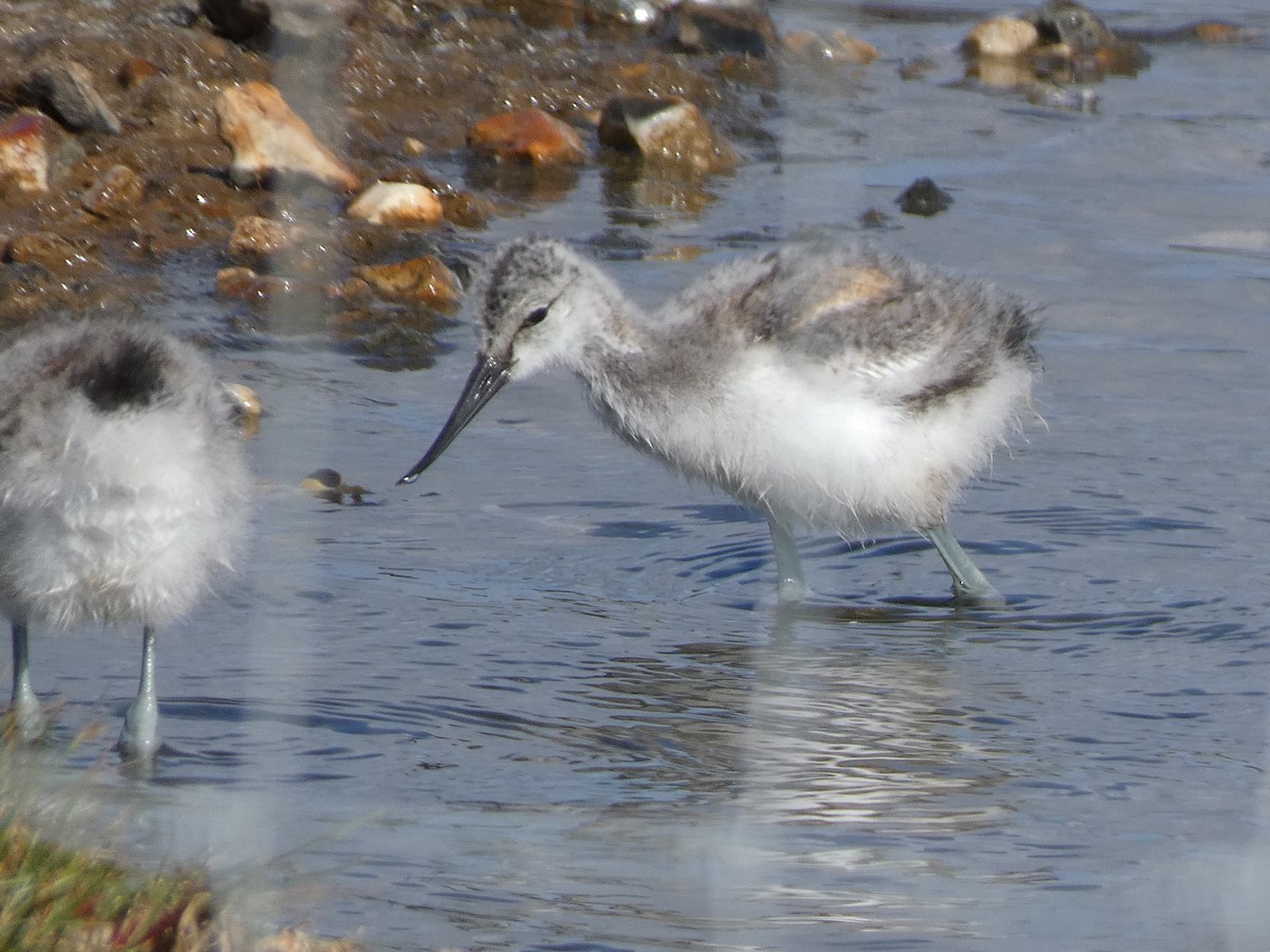 Avocette élégante - ML621762725