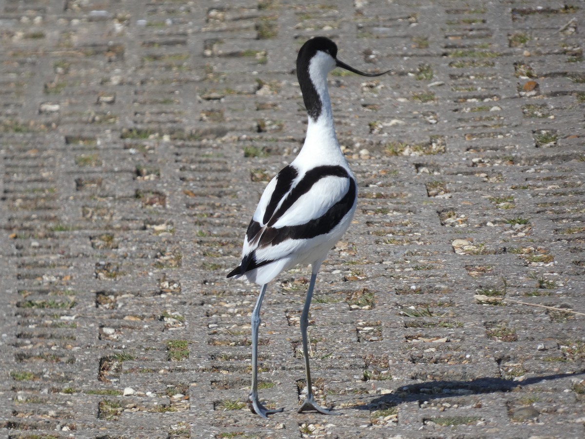 Avocette élégante - ML621762730