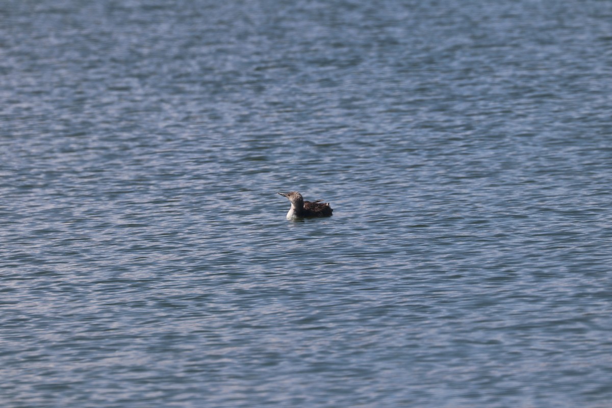 loon sp. - ML621762770