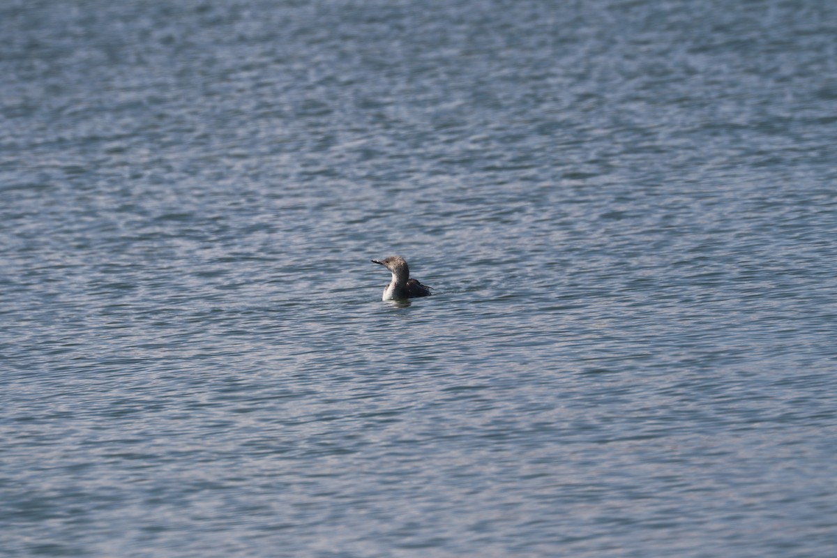 loon sp. - ML621762790