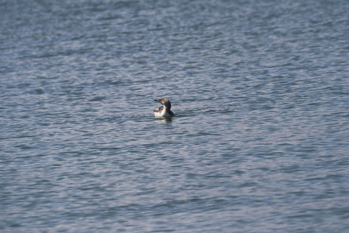 loon sp. - ML621762797