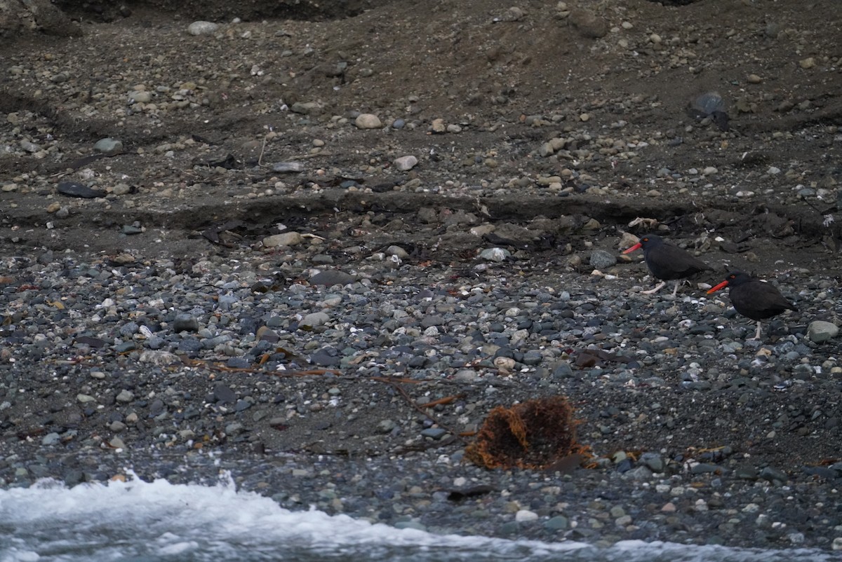 Blackish Oystercatcher - ML621762888