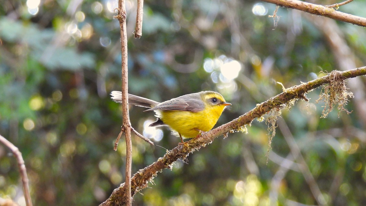 Yellow-bellied Fairy-Fantail - ML621762897