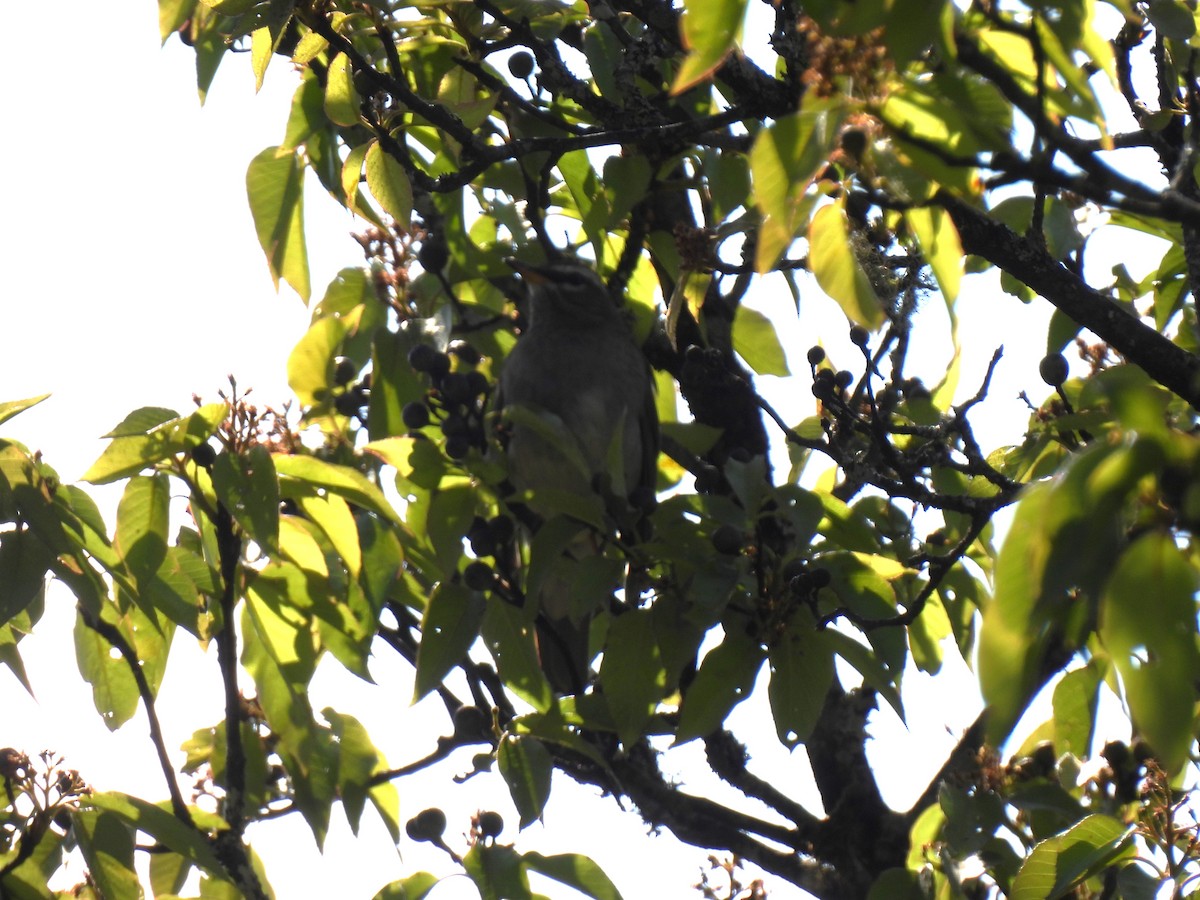 Gray-sided Thrush - ML621762914