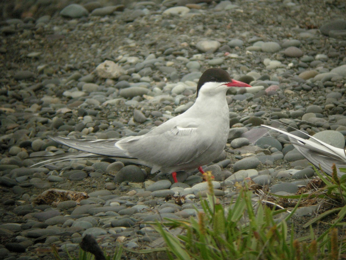 Charrán Ártico - ML621762919