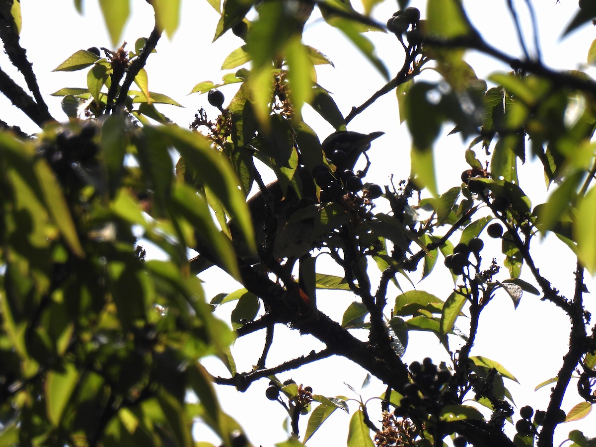 Gray-sided Thrush - ML621762931