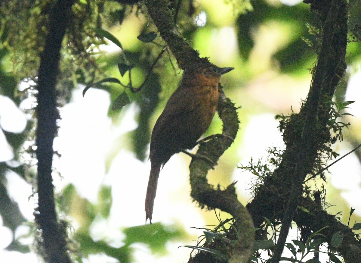 Streak-breasted Treehunter - ML621762951