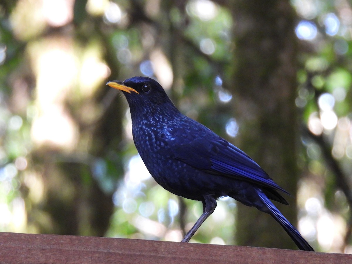 Blue Whistling-Thrush (Yellow-billed) - ML621762956