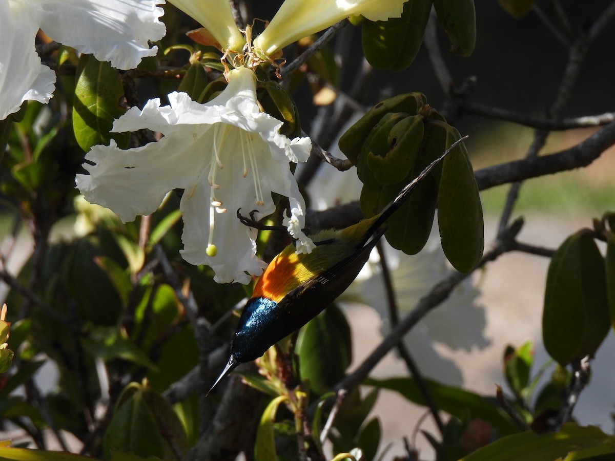 Green-tailed Sunbird (Doi Inthanon) - ML621762978