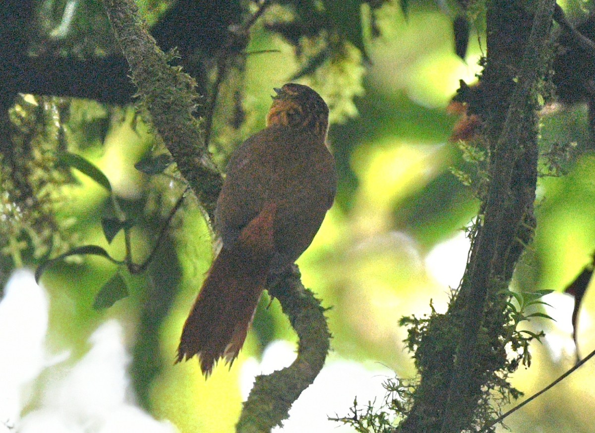 Trepamusgos Pechirrayado - ML621762979