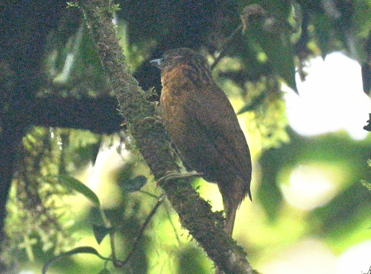 Streak-breasted Treehunter - ML621763016