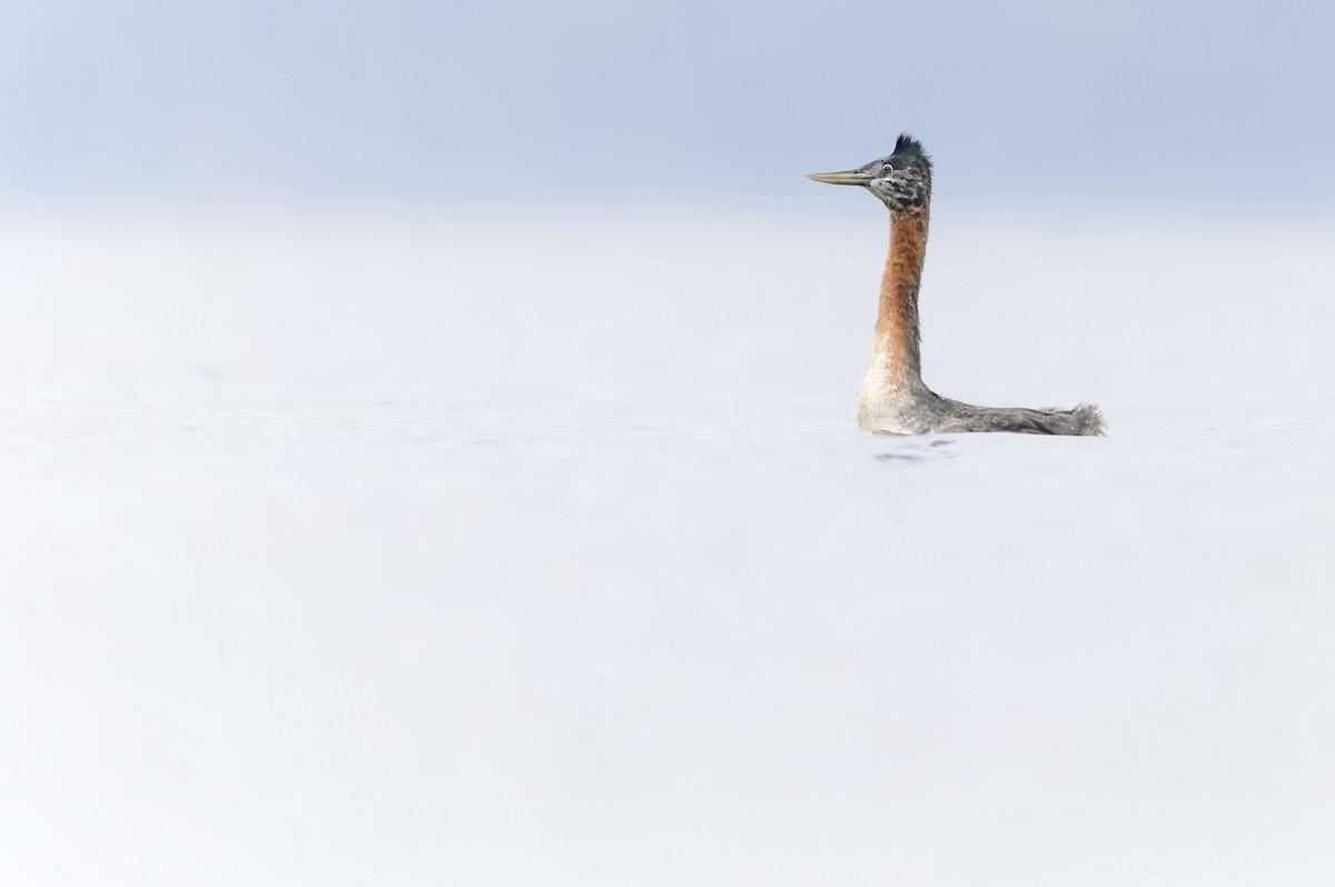 Great Grebe - ML621763018