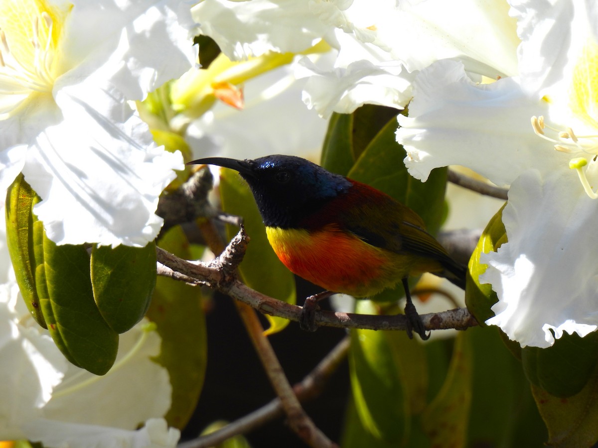 Green-tailed Sunbird (Doi Inthanon) - ML621763066