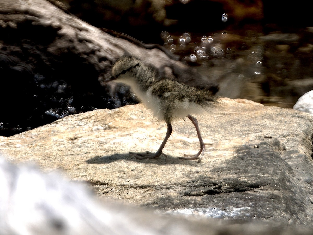 Spotted Sandpiper - ML621763176